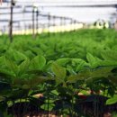 동성농장 이미지