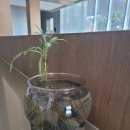 발아 | 회사에서 미니 연꽃 키우기 후기| 발아부터 잎 펼침까지 한 달 기록
