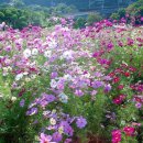 도계초교 이미지