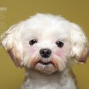 동물사랑애견샵 이미지