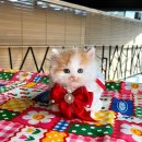 아기고양이분양 코숏, 먼치킨, 샴고양이,러시안블루, 스코티쉬폴드 귀여운 품종묘 고양이무료분양 전문 미유펫 부산 점에서 데려가세요! 이미지