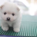 아지와 양이 이미지