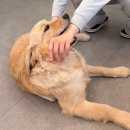 둔덕8길 | [여수 카페 추천] OCOC(오씨오씨), 쫀득한 말차 떡와플과 귀여운 대형견이 반겨주는 감성 핫플 후기