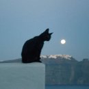 낭만고양이 이미지