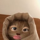 p5 이미지