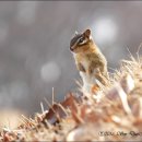 아기다람쥐 이미지