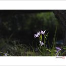 춘하추동 이미지