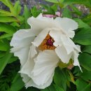 모란농장 이미지