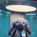 도그럭스 이미지