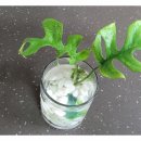 에코 플랜테리어 수경재배 이미지