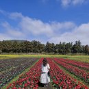 세은농장 | 제주 보롬왓 깡통기차 후기｜부모님과 아이와 함께한 꽃밭 산책