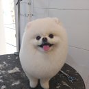 오늘도이쁘개 이미지