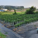 흥농농장 이미지