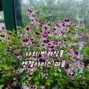 나의반려식물 엔젤아이스퍼퓸 이미지