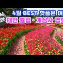 [4월 BEST 봄꽃 핫플은 여기] 태안 튤립 · 서산 개심사 겹벚꽃이 4월 셋째 주 동시 개화하여 하루에 최고 핫플 두 곳을 걸을 수 이미지