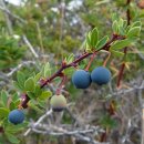 칼라파테 [Calafate, 마젤란매자나무, 버베리스 마이크로필라 (Berberis microphylla)] 이미지