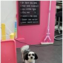 오도DOG 펫살롱 네이버블로그