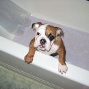 로얄동물메디컬센터 강동 이미지