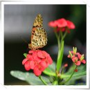 들꽃연가 이미지