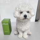 강아지슬개골 탈구 예방법, 관절영영제 필펫 조이튼