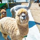 입지목장 이미지