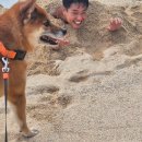 유림해변화장실 | 반려견이랑 걸은 늦여름의 바다, 대천해수욕장