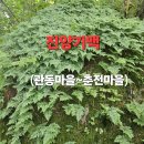 춘전마을 Daum카페