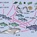 안참치 이미지