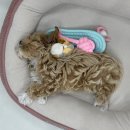 하얀강아지 | 양산 강아지분양 후기 장화신은 말티푸 찐빵이