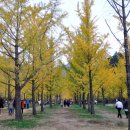 은행나무 이미지