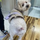 견생미생 이미지