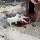 기중농장 네이버블로그