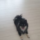 해피독쌤 이미지