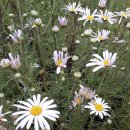 대천천1 이미지