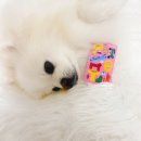 삼성동물병원 | 삼성 iD 펫카드 동물병원 할인 카드 후기