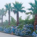 해금강로 이미지