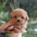 울산 강아지분양 미유펫 이미지