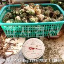 자연산 골쇄보(건재/거피한생재) / 단풍마 / 토복령 / 송담 판매 합니다.