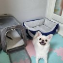 예뻐지개냥 이미지