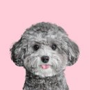안성사진관 인생한장사진관- 강아지 견생한장 후기
