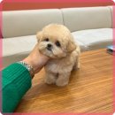 부산 강아지분양 디테일퍼피 | 창원 강아지 분양 디테일퍼피의 믿음직한 서비스와 선택