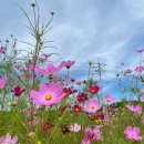 호법 코스모스길 이미지