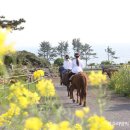 중문승마공원 티스토리
