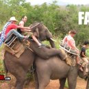 열려라 참깨 이미지