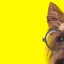 바우와우 이미지