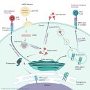 코로나 백신 제조 방법 만드는 법 원리 mRNA 모더나, 화이자, AZ 아스트라제네카, 얀센 백신 부작용 완화 방법 이미지