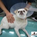 레인보우 동물병원 이미지