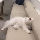 아가마미 고양이카페 네이버블로그