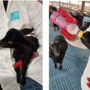 주식회사 대길농업회사법인(으뜸흑염소농장) | 흑염소 새끼 우리 농장의 비결은 멸균우유