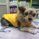 디엔씨 동물병원 이미지